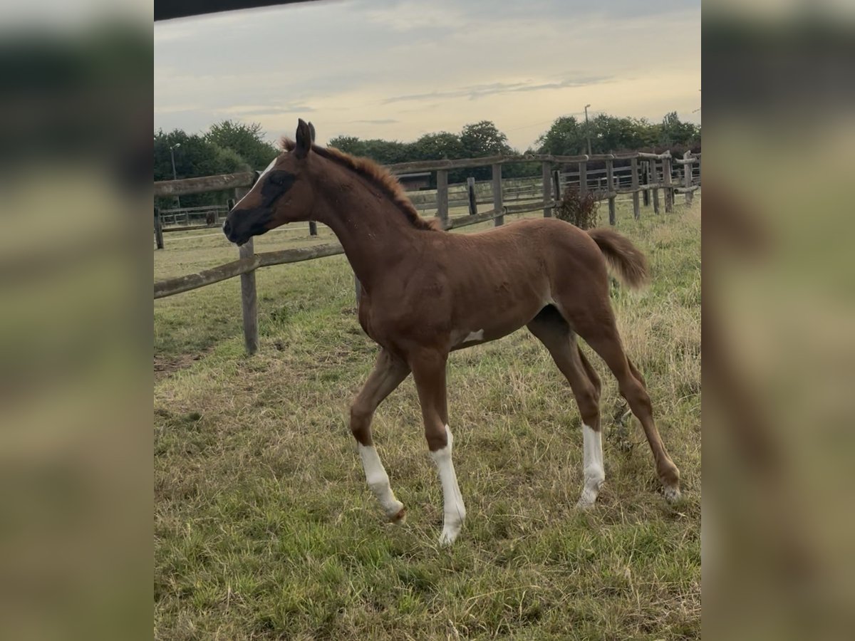 Westphalian Mare 16,2 hh Chestnut in Bonn Westphalian Mare 16,2 hh Chestnut in Bonn