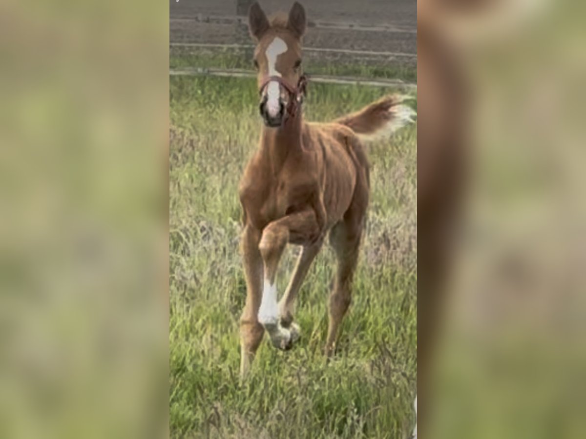 Westphalian Mare Foal (03/2025) 16,2 hh Chestnut in Greven