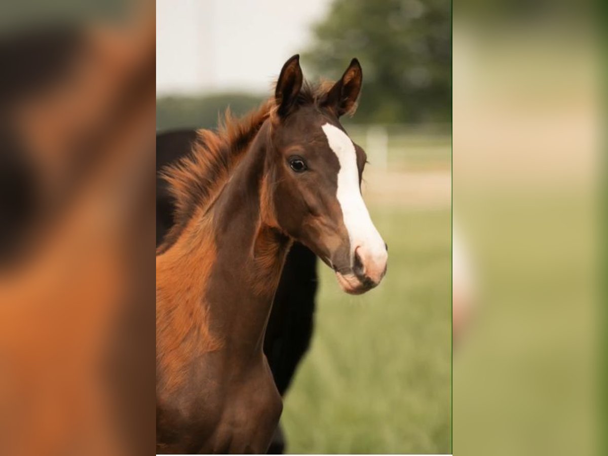 Westphalian Mare  16,2 hh Chestnut in Rheine
