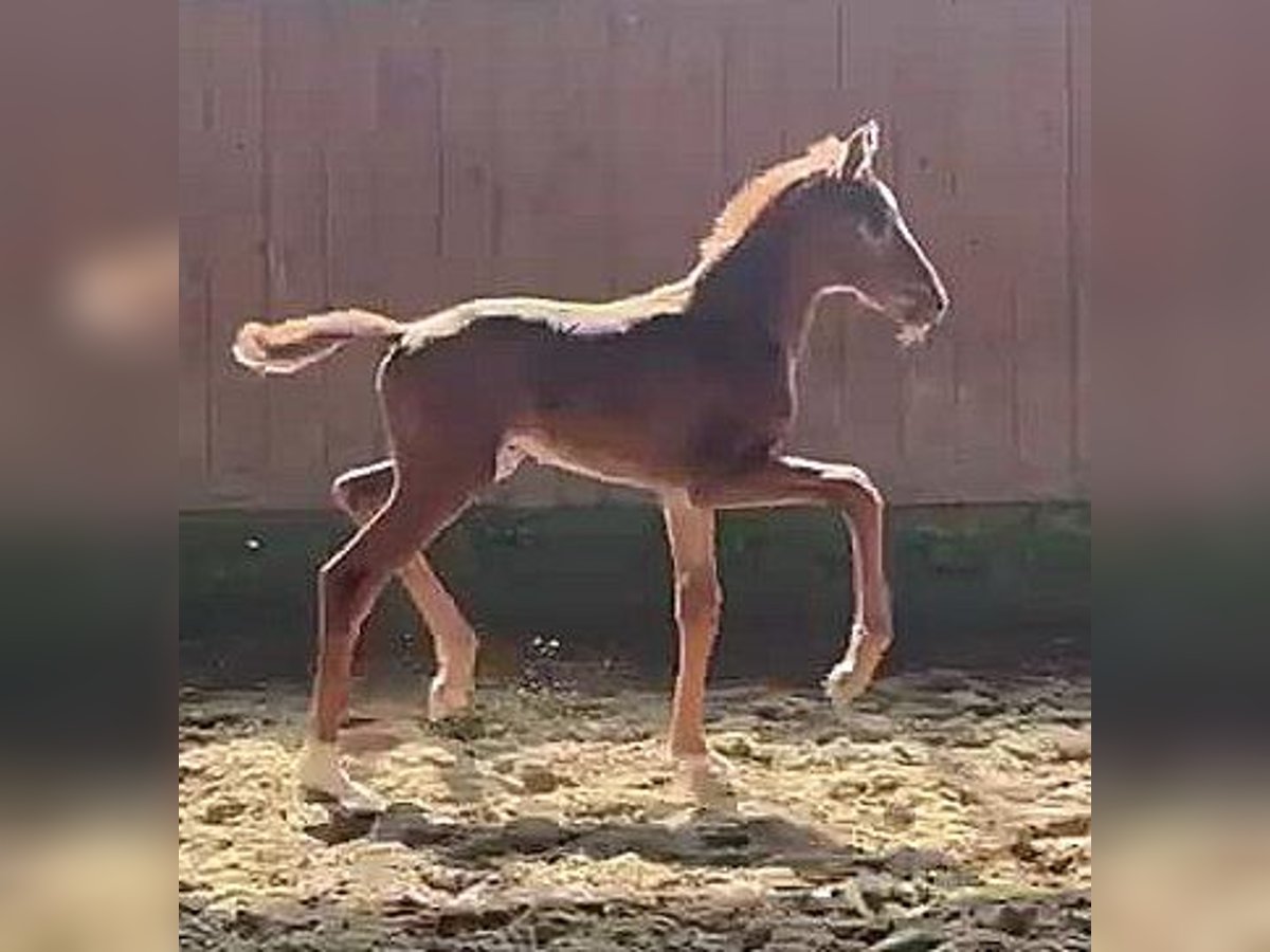 Westphalian Mare  16,2 hh Chestnut in Telgte