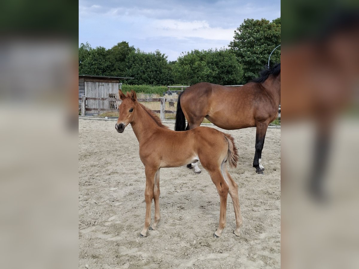 Westphalian Mare  16,2 hh Chestnut-Red in Cuxhaven