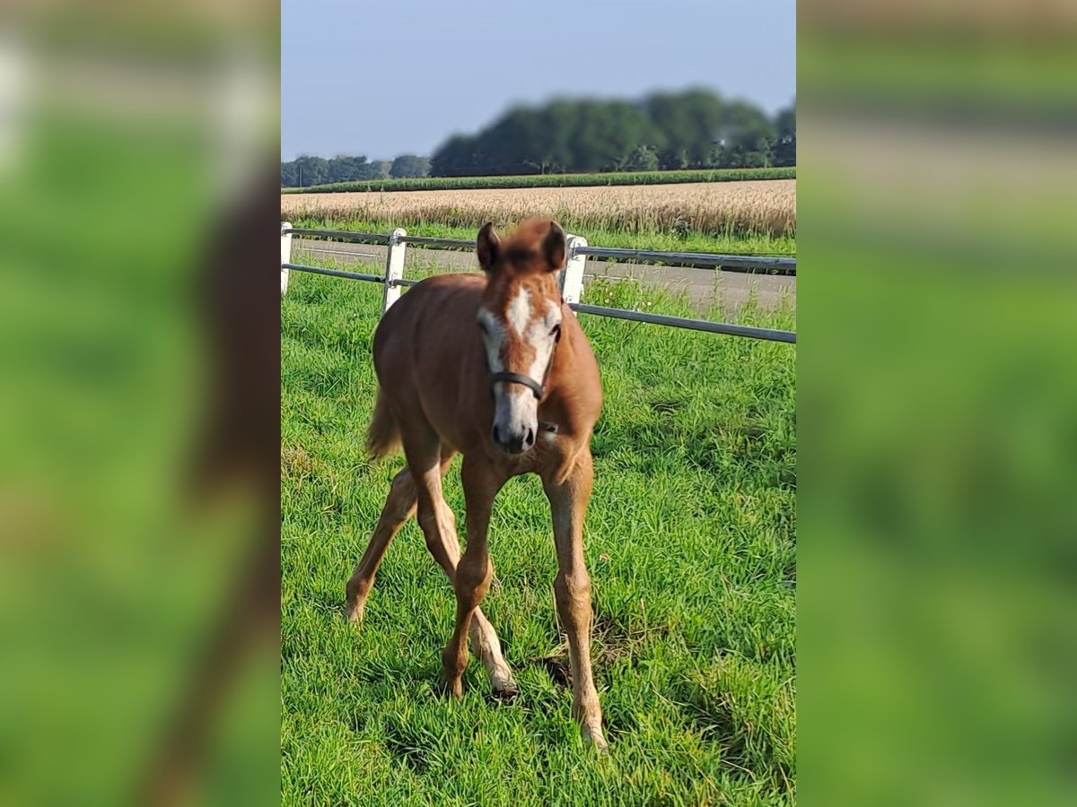 Westphalian Mare Foal (05/2025) 16,2 hh Grey-Red-Tan in Hopsten
