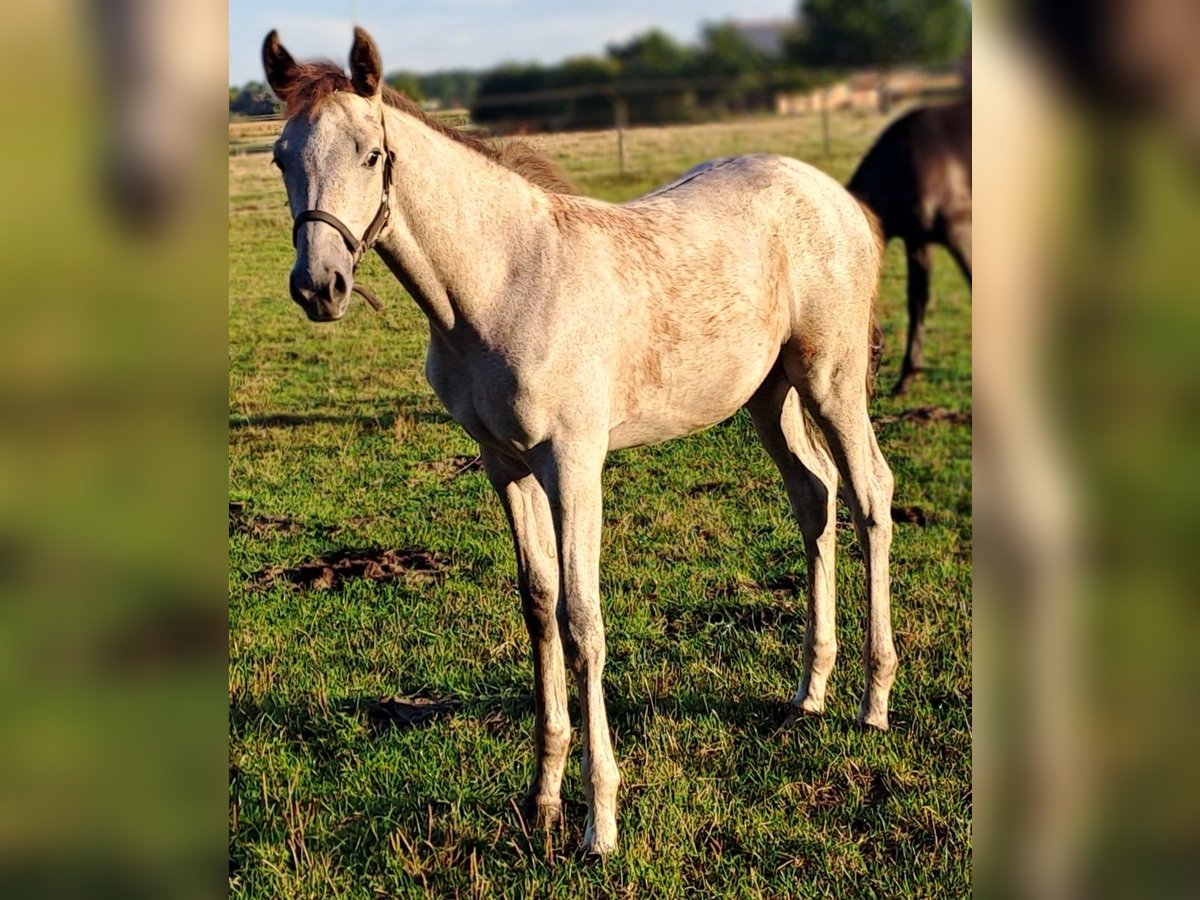 Westphalian Mare Foal (05/2025) 16,2 hh Grey-Red-Tan in Hopsten