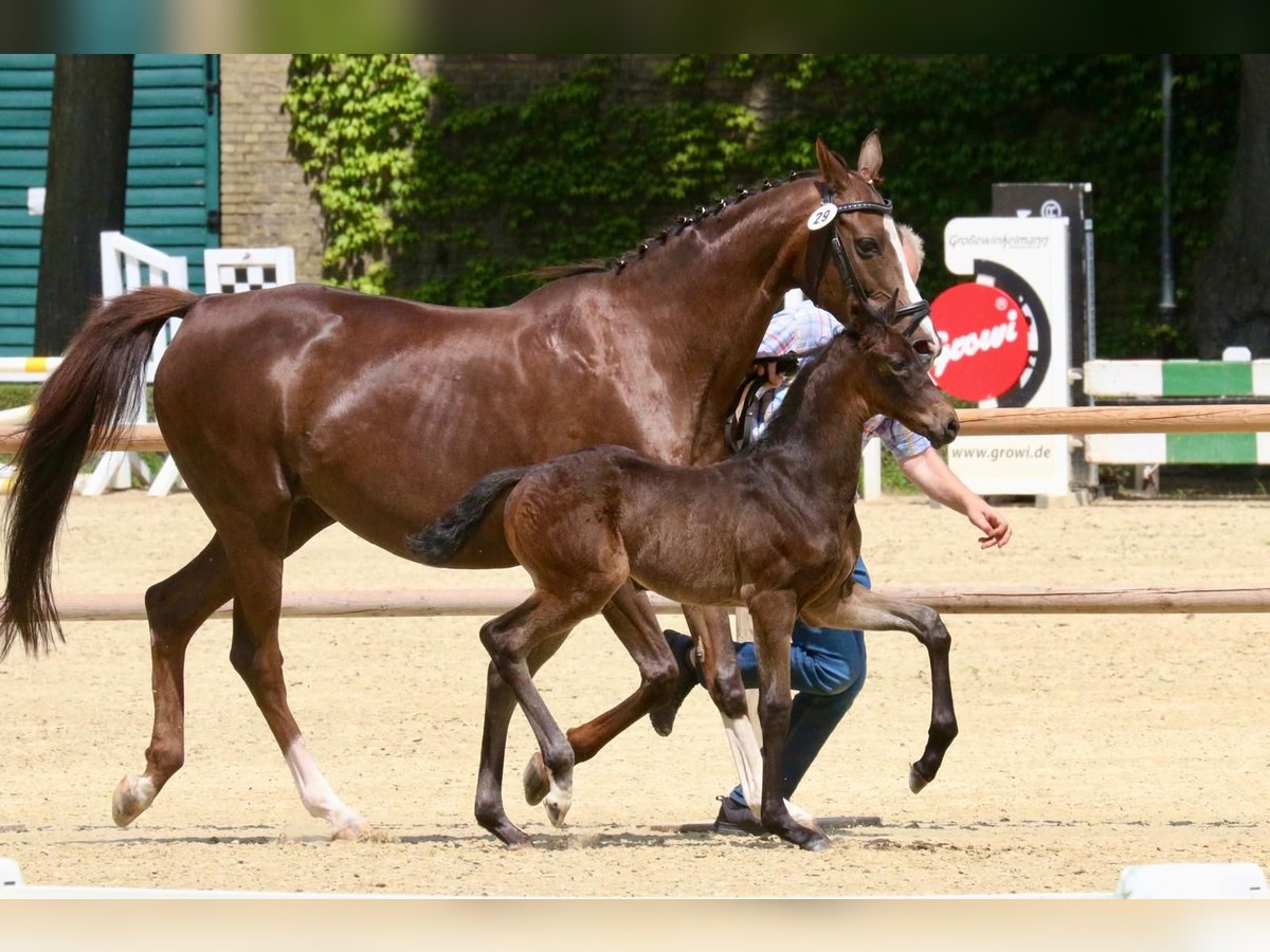 Westphalian Mare Foal (05/2025) 16,2 hh Smoky-Black in Ennigerloh