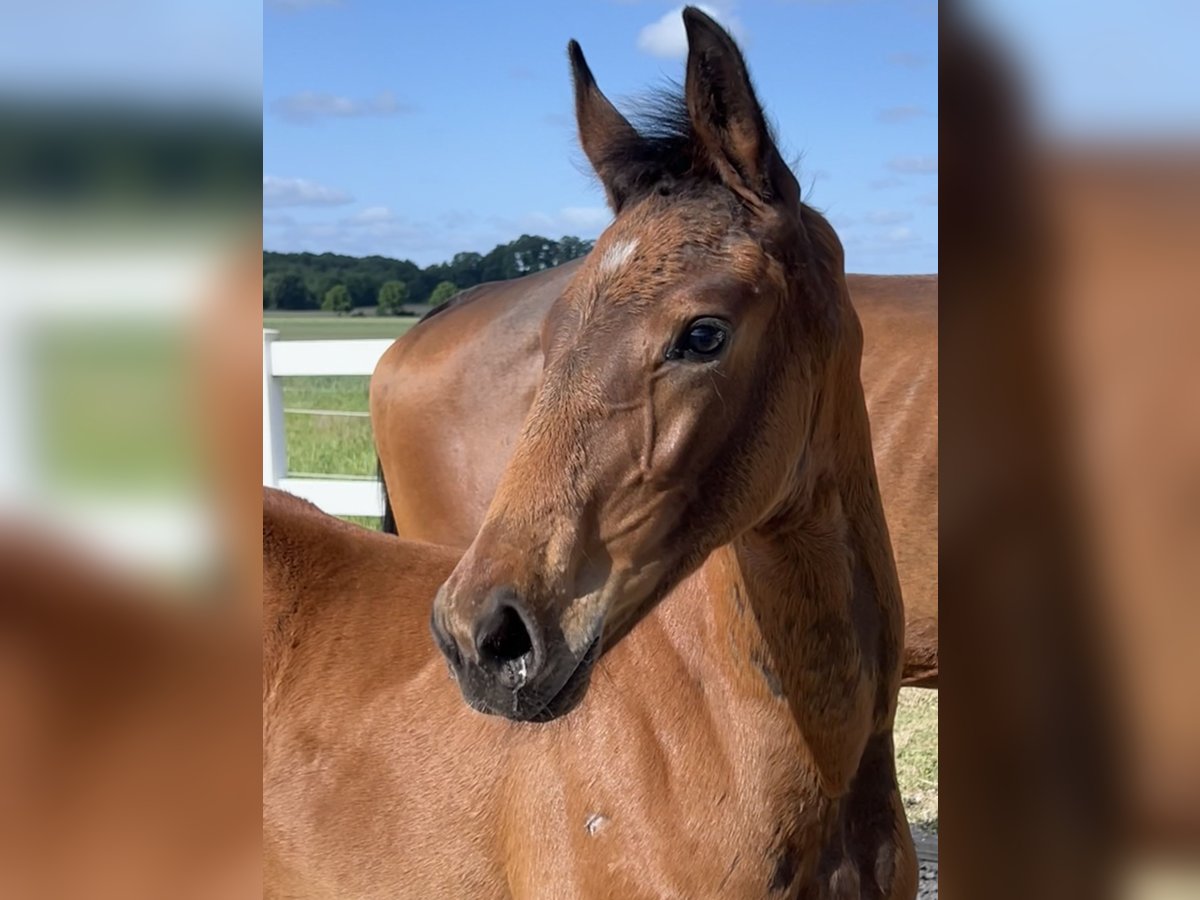 Westphalian Mare  16,3 hh Brown in Recke