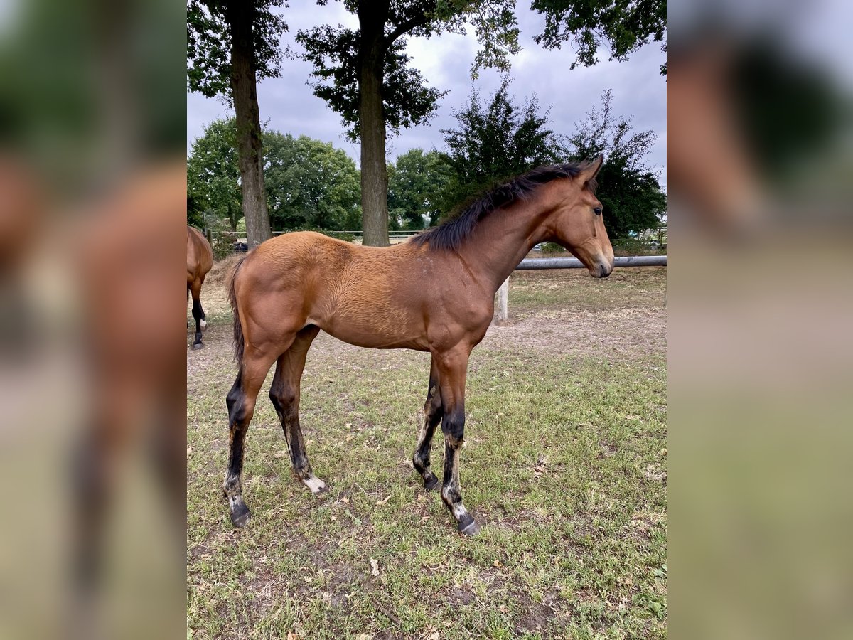 Westphalian Mare Foal (03/2025) 16,3 hh Brown in Recke