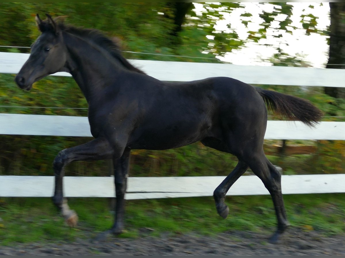 Westphalian Mare Foal (03/2025) 17 hh Black in Greifenstein