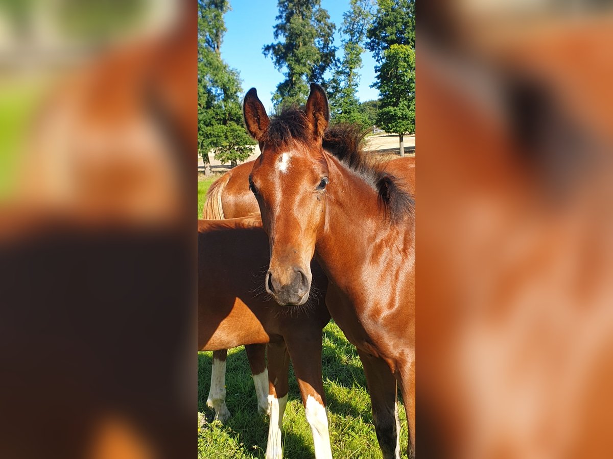Westphalian Mare Foal (04/2025) 17 hh Brown in Ibbenb&#xFC;ren