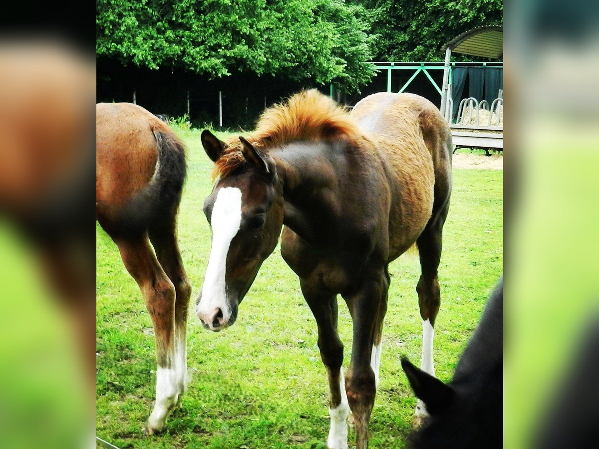 Westphalian Mare  17 hh Chestnut in Lienen