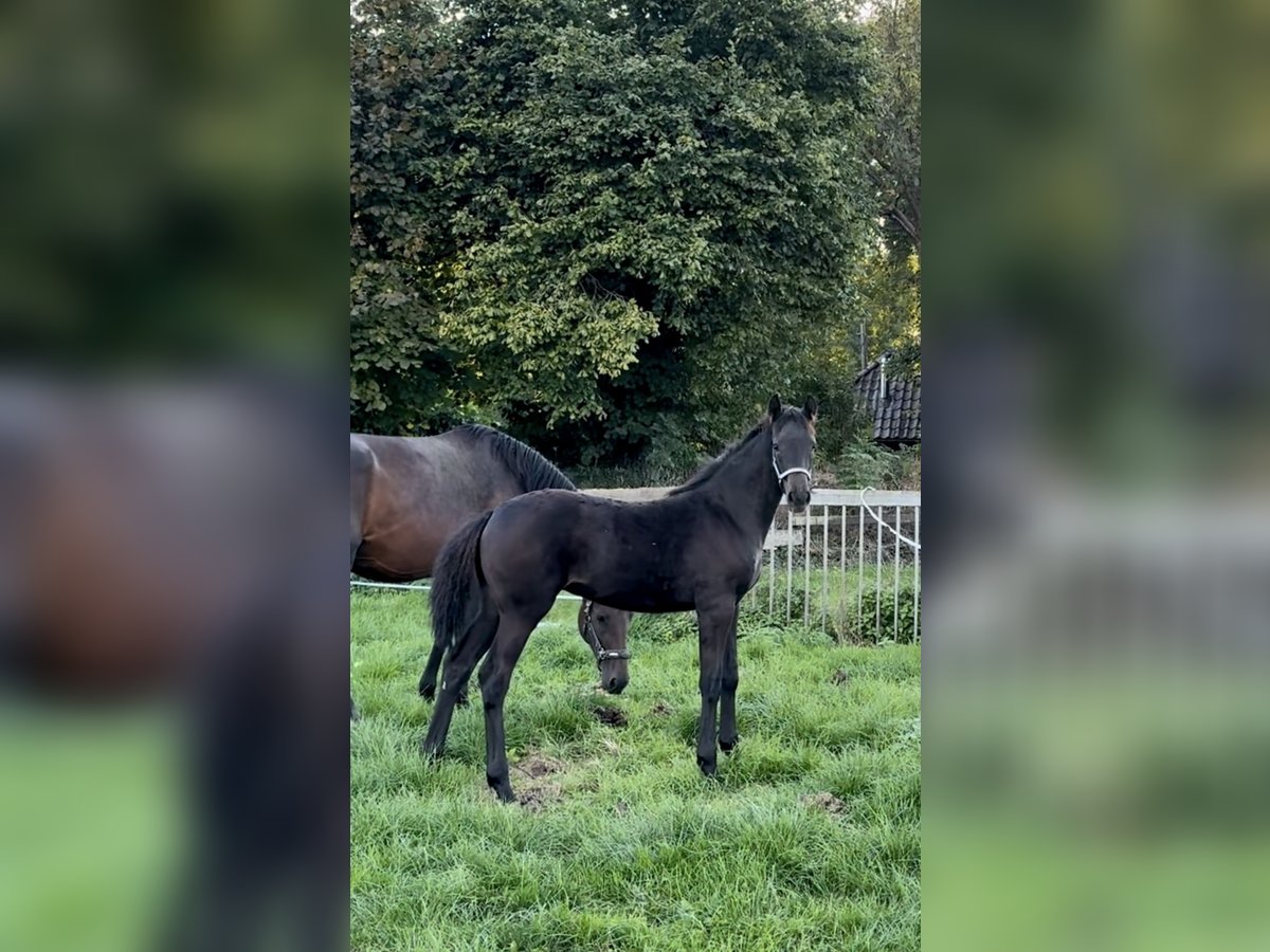 Westphalian Mare Foal (05/2025) 17 hh Smoky-Black in Billerbeck Westphalian Mare Foal (05/2025) 17 hh Smoky-Black in Billerbeck