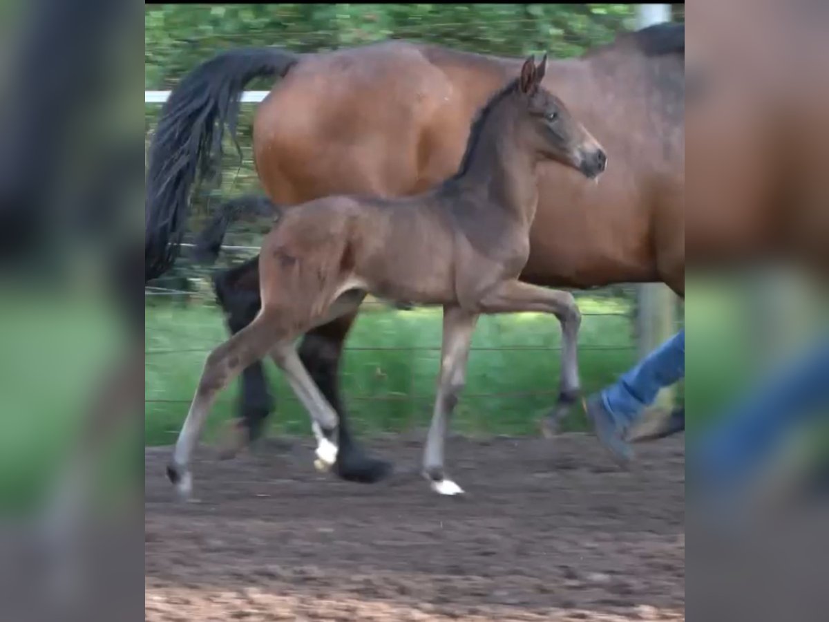 Westphalian Mare  9,2 hh Bay-Dark in Schapen