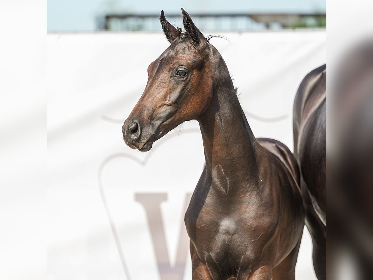 Westphalian Mare Foal (04/2024) Bay-Dark in Borken