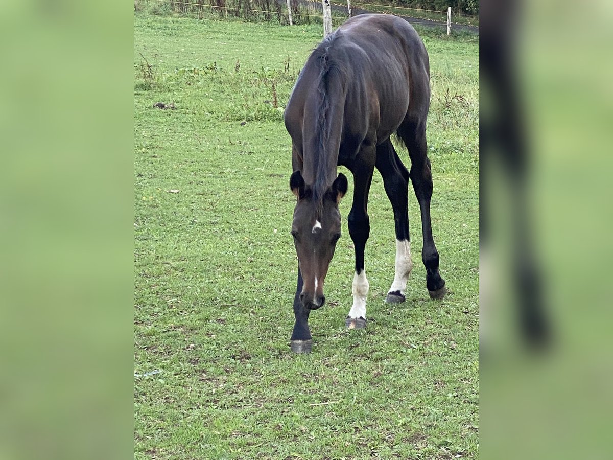 Westphalian Mare Foal (05/2025) Bay-Dark in Netphen Westphalian Mare Foal (05/2025) Bay-Dark in Netphen