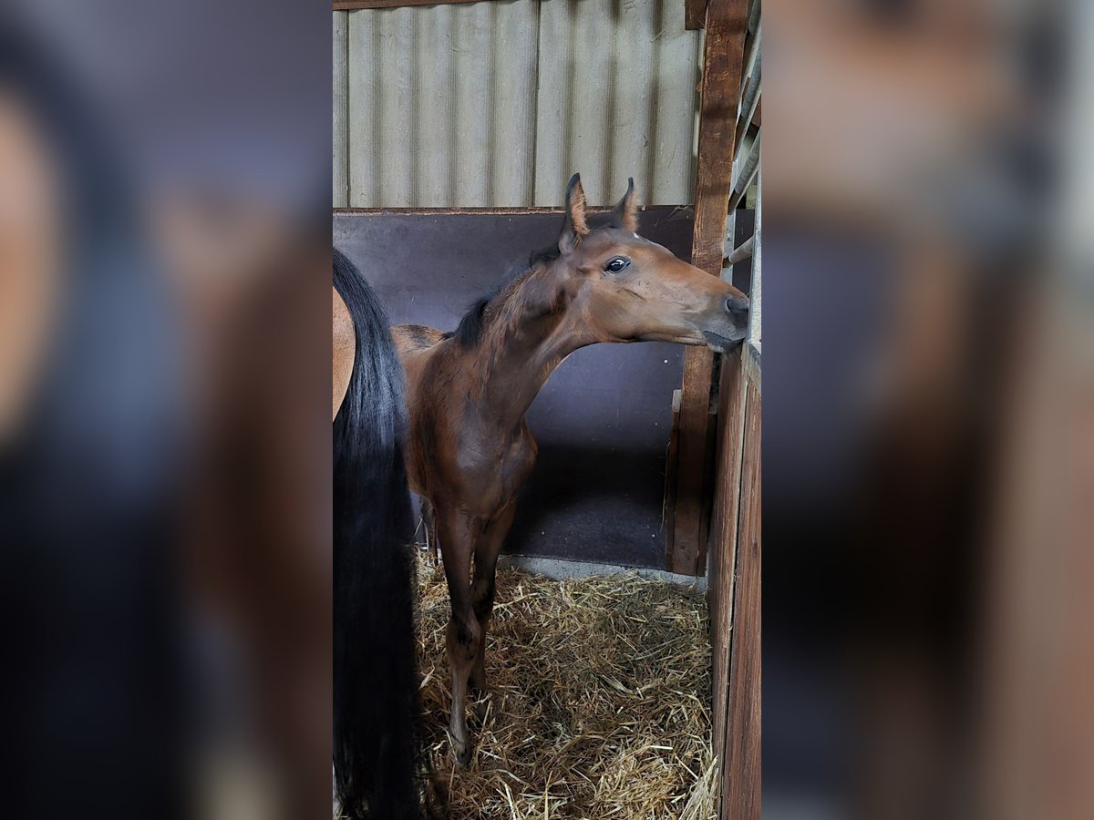 Westphalian Mare Foal (05/2025) Bay-Dark in Bruchsal