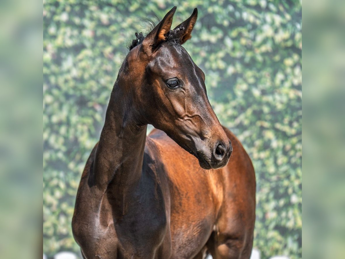 Westphalian Mare Foal (05/2025) Bay-Dark in M&#xFC;nster-Handorf