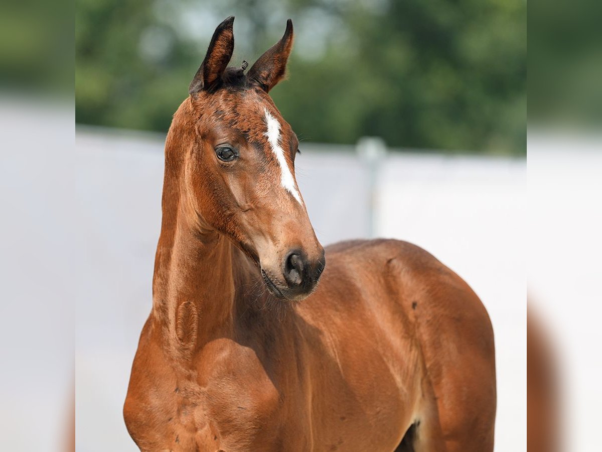 Westphalian Mare Foal (06/2024) Bay-Dark in Münster-Handorf