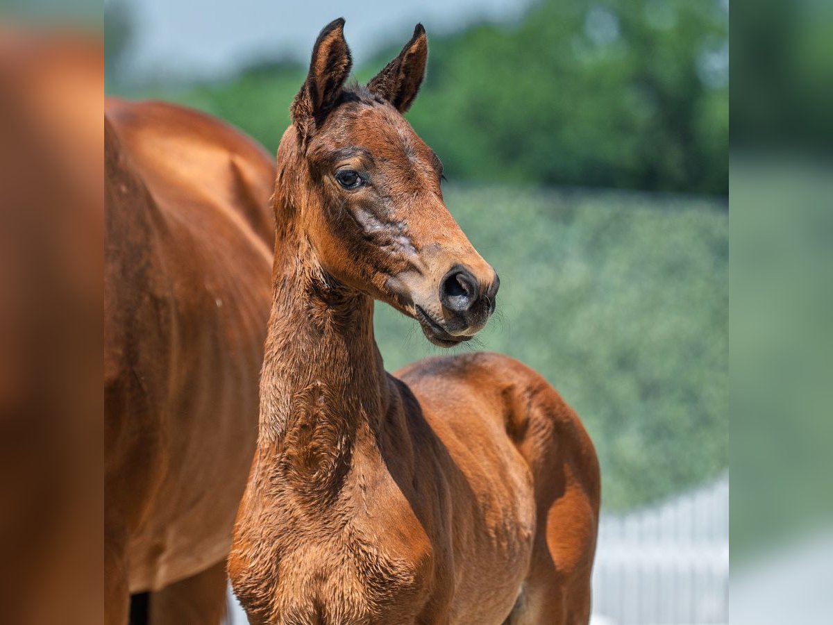 Westphalian Mare Foal (05/2025) Bay-Dark in M&#xFC;nster-Handorf