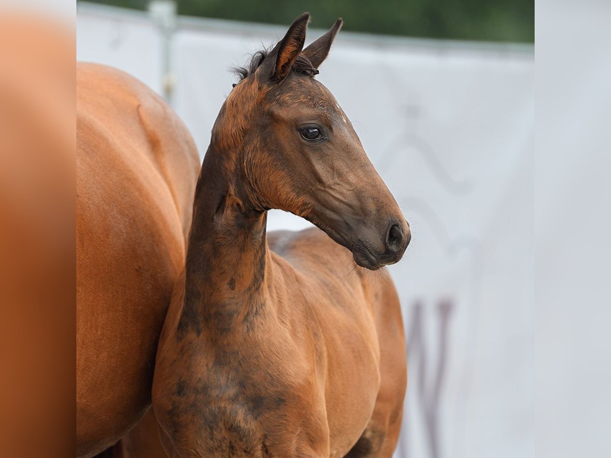 Westphalian Mare Foal (06/2024) Bay-Dark in Münster-Handorf