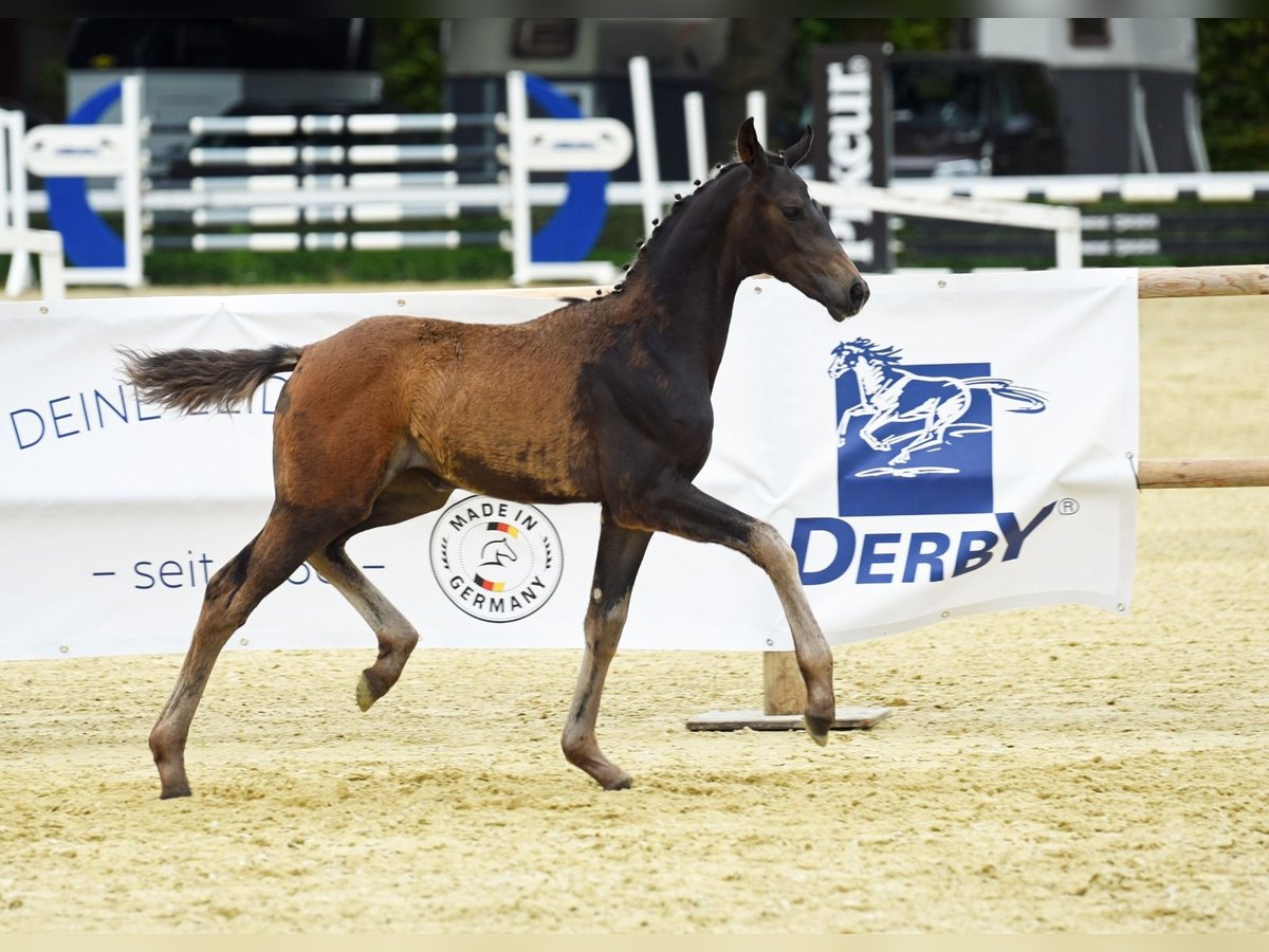 Westphalian Mare Foal (03/2024) Bay-Dark in Oelde