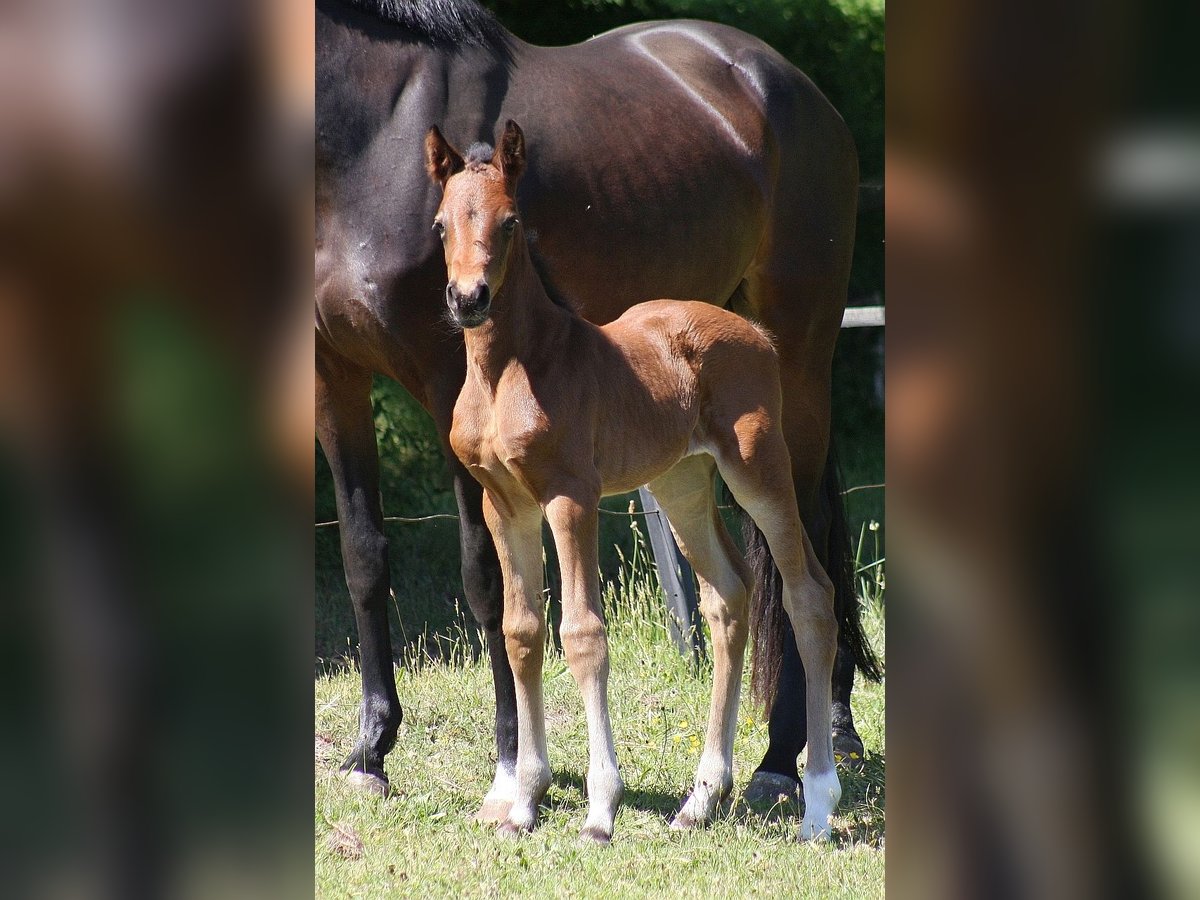 Westphalian Mare Foal (05/2025) Bay-Dark in Wesel