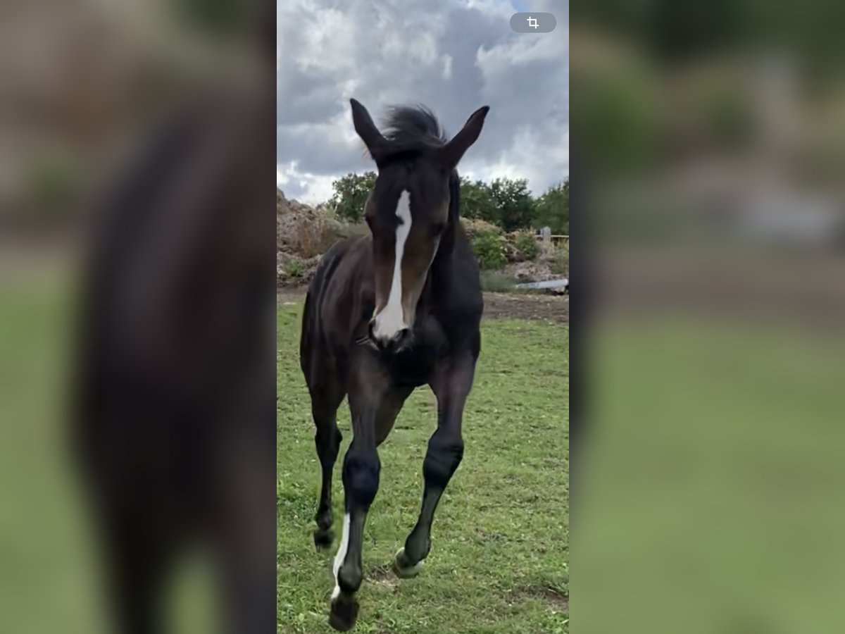Westphalian Mare Foal (05/2025) Bay-Dark in NetphenNetphen