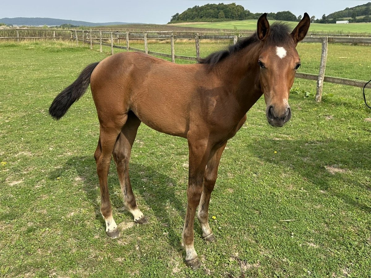 Westphalian Mare Foal (05/2025) Bay-Dark in Warburg