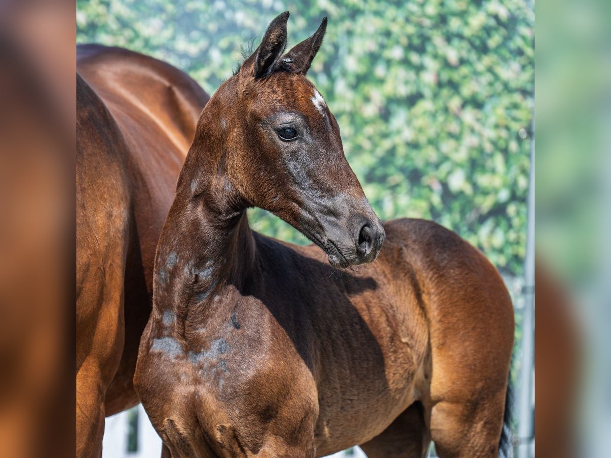 Westphalian Mare Foal (07/2025) Bay-Dark in M&#xFC;nster-Handorf