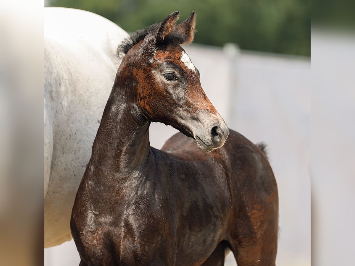 Westphalian Mare Foal (07/2024) Bay-Dark in Münster-Handorf