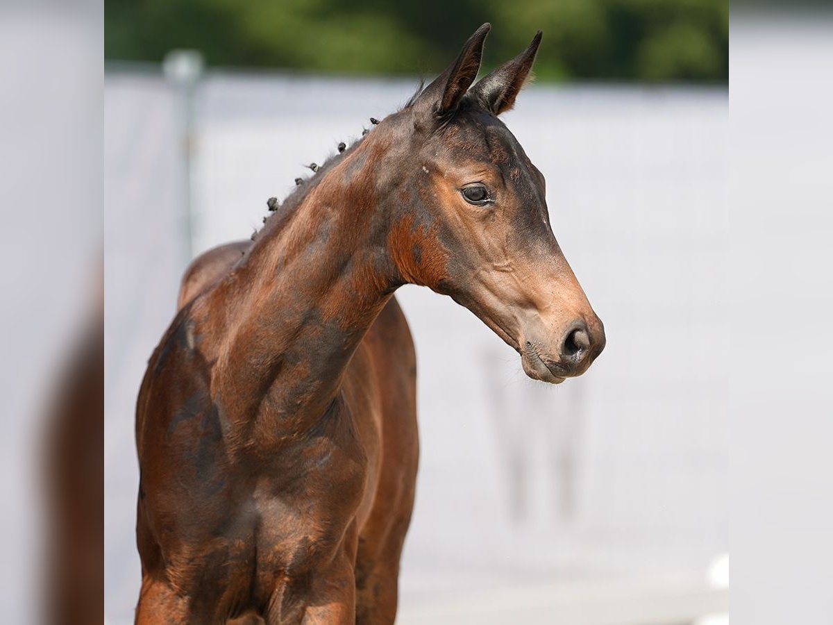 Westphalian Mare Foal (06/2024) Bay-Dark in Münster-Handorf