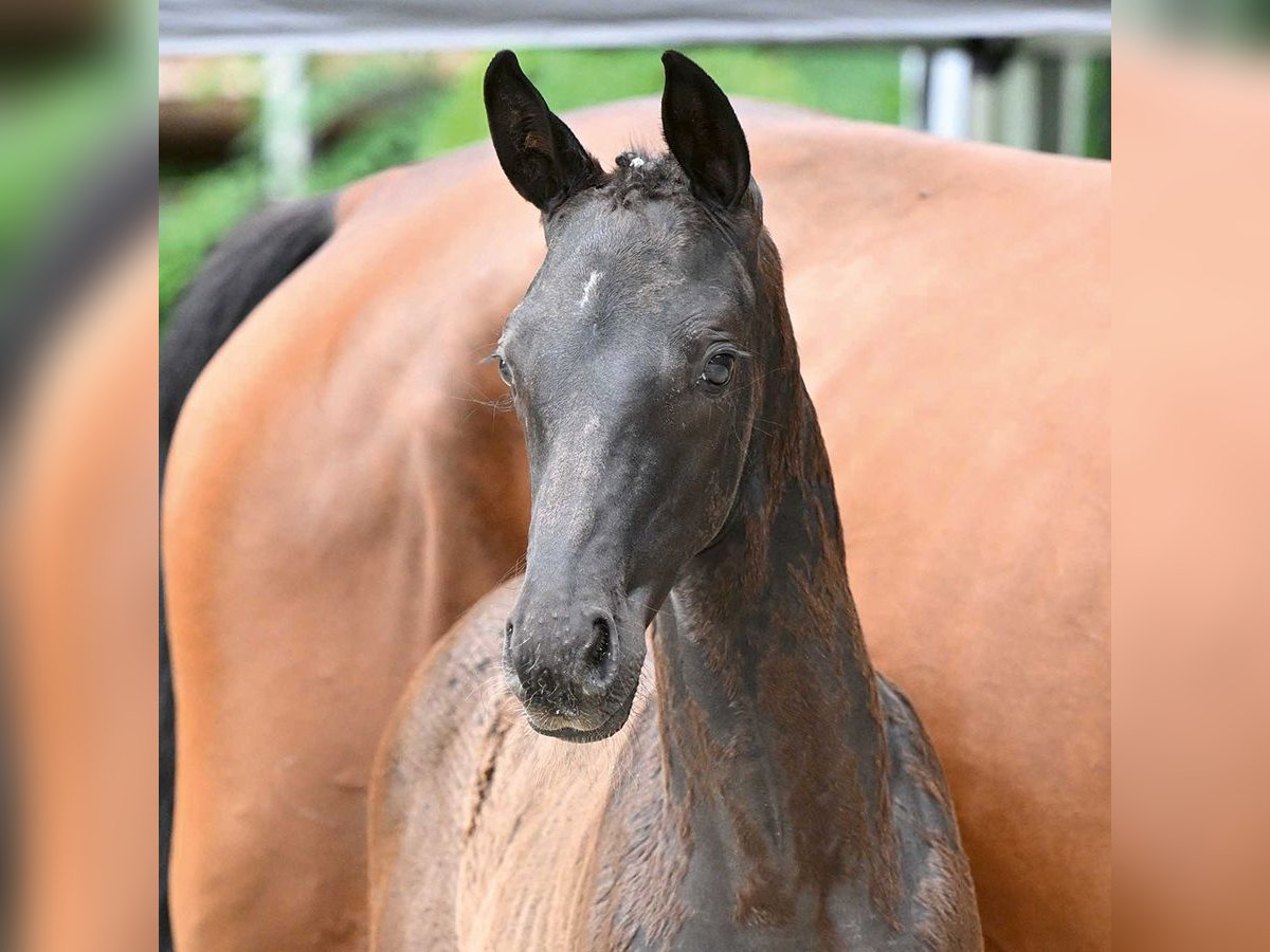 Westphalian Mare Foal (05/2024) Black in Bad Bevensen