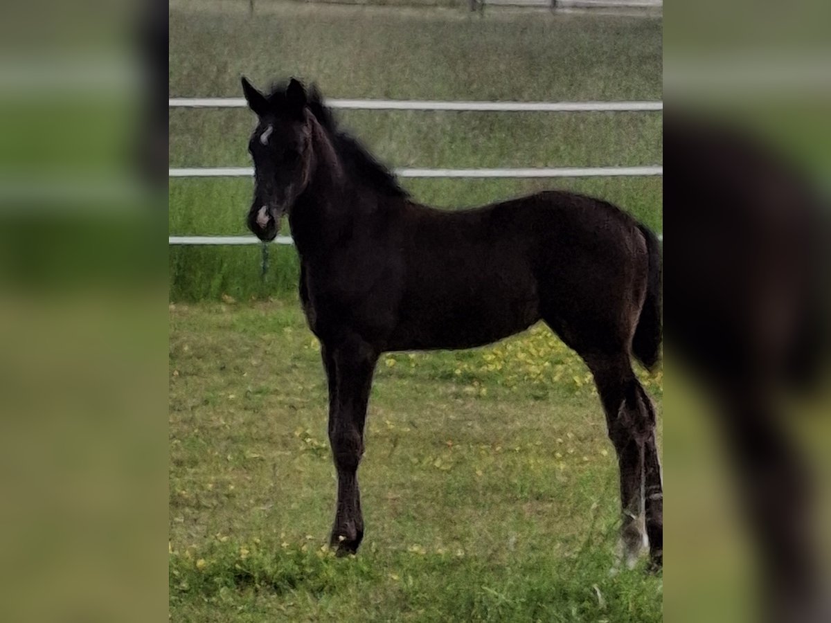 Westphalian Mare  Black in Borgholzhausen