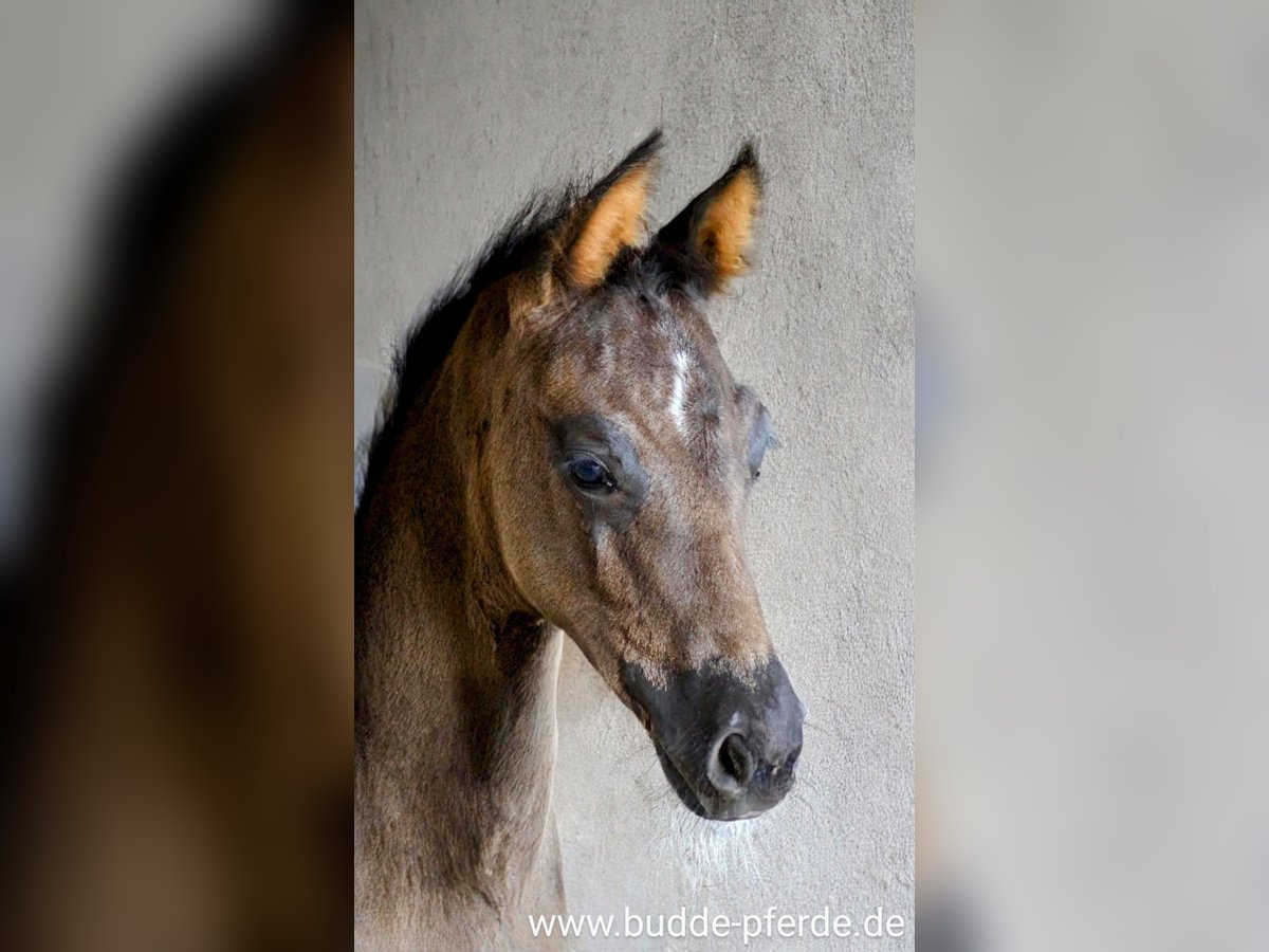 Westphalian Mare  Black in Horstmar