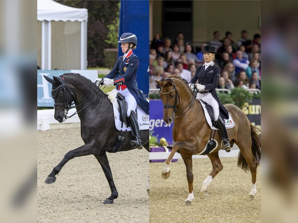 Westphalian Mare  Black in Raalte