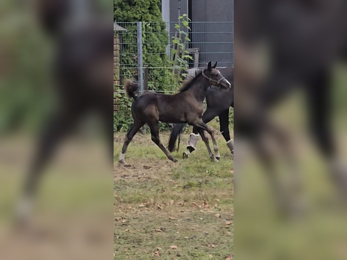 Westphalian Mare Foal (06/2025) Black in Bergkamen