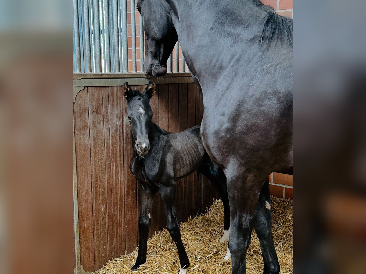 Westphalian Mare Foal (05/2025) Black in Handrup
