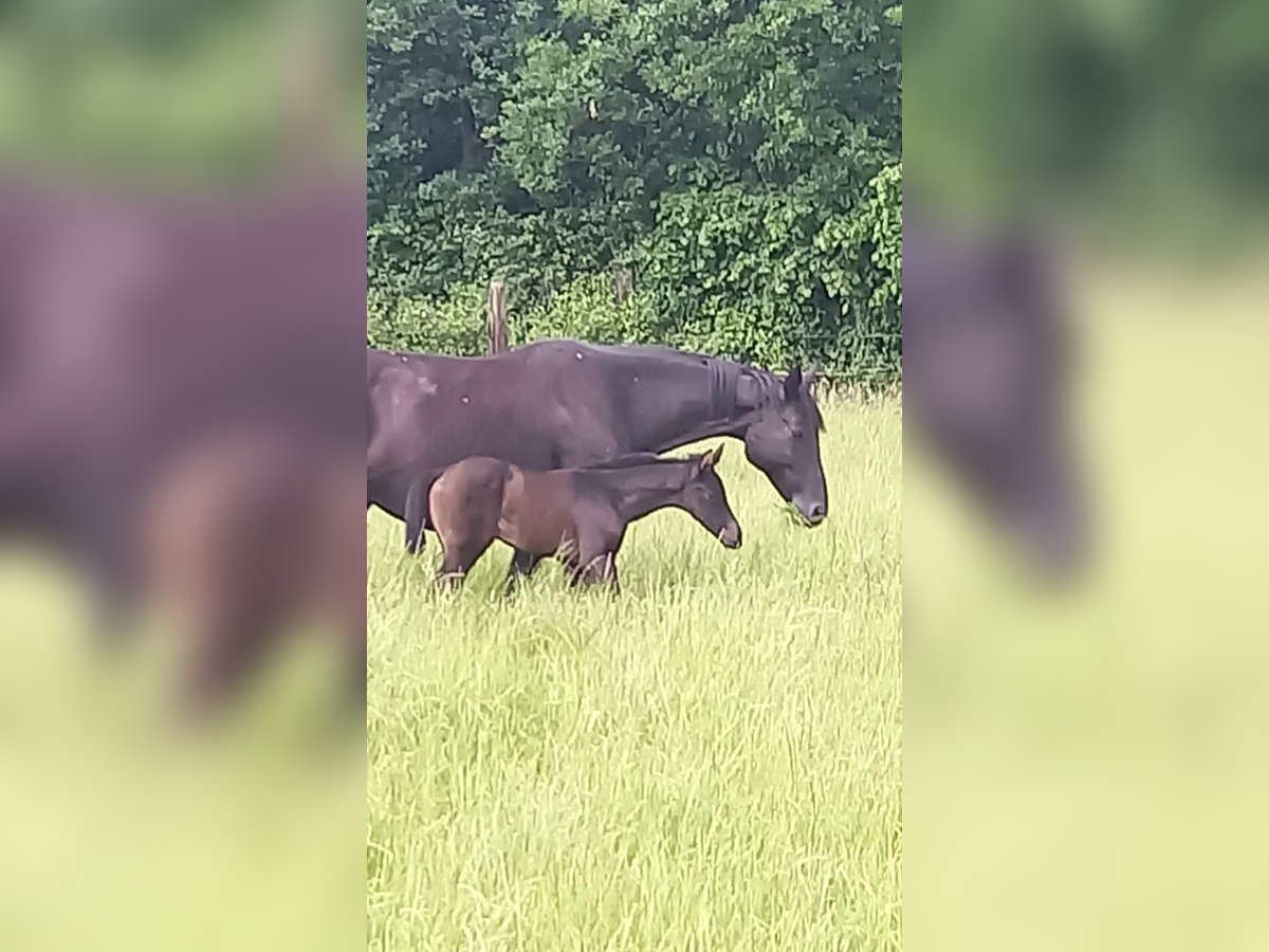 Westphalian Mare  Black in Havetoft