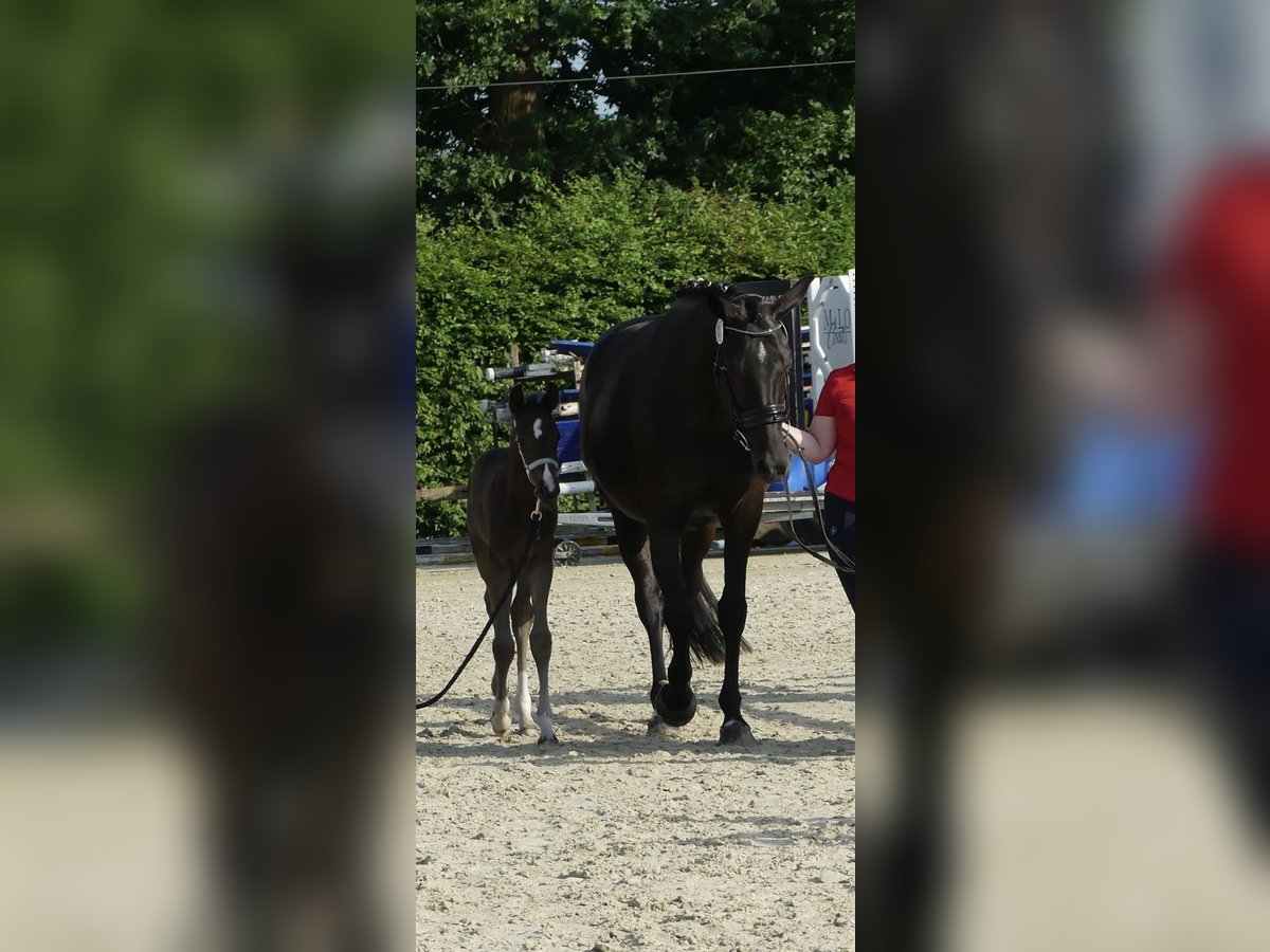 Westphalian Mare Foal (06/2025) Black in Bergkamen
