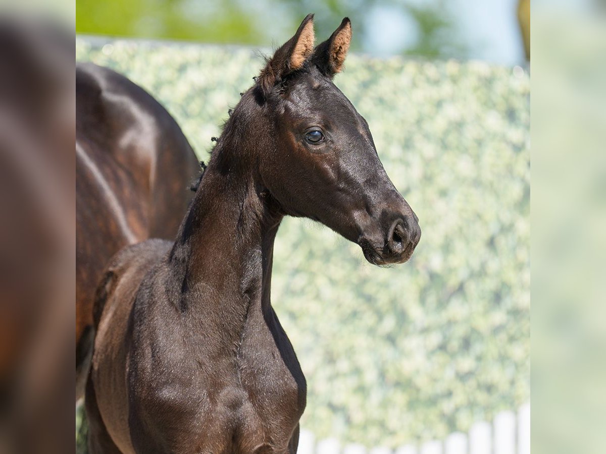 Westphalian Mare  Black in Münster-Handorf