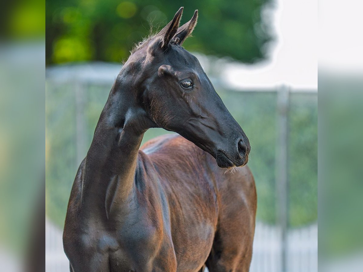 Westphalian Mare Foal (06/2025) Black in M&#xFC;nster-Handorf