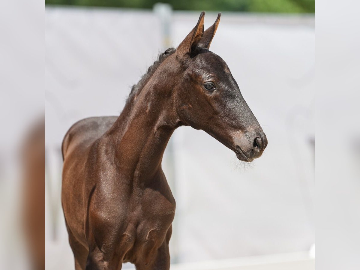 Westphalian Mare Foal (05/2024) Black in Münster-Handorf