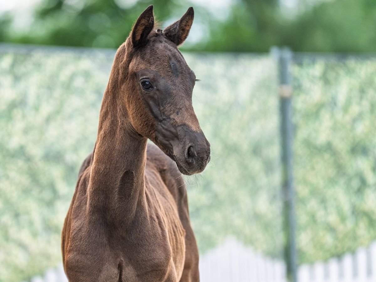 Westphalian Mare  Black in M&#xFC;nster Handorf