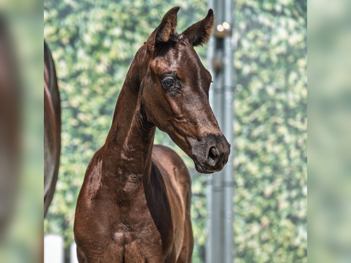 Westphalian Mare Foal (06/2025) Black in M&#xFC;nster-Handorf