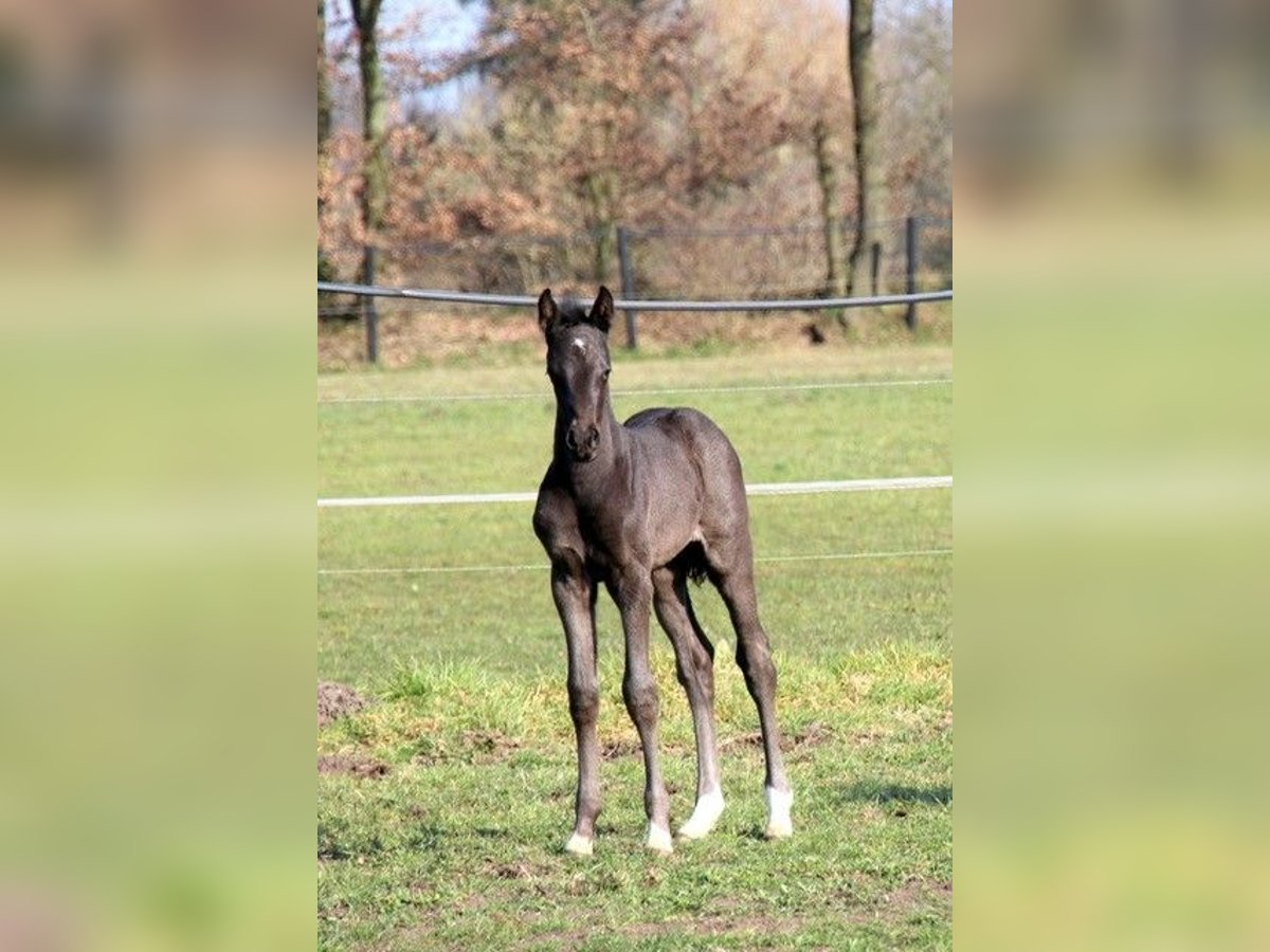 Westphalian Mare  Black in Nordwalde