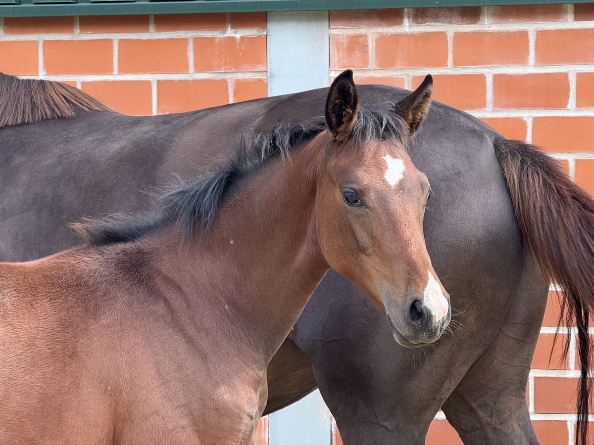 Westphalian Mare Foal (04/2025) Brown in Coesfeld