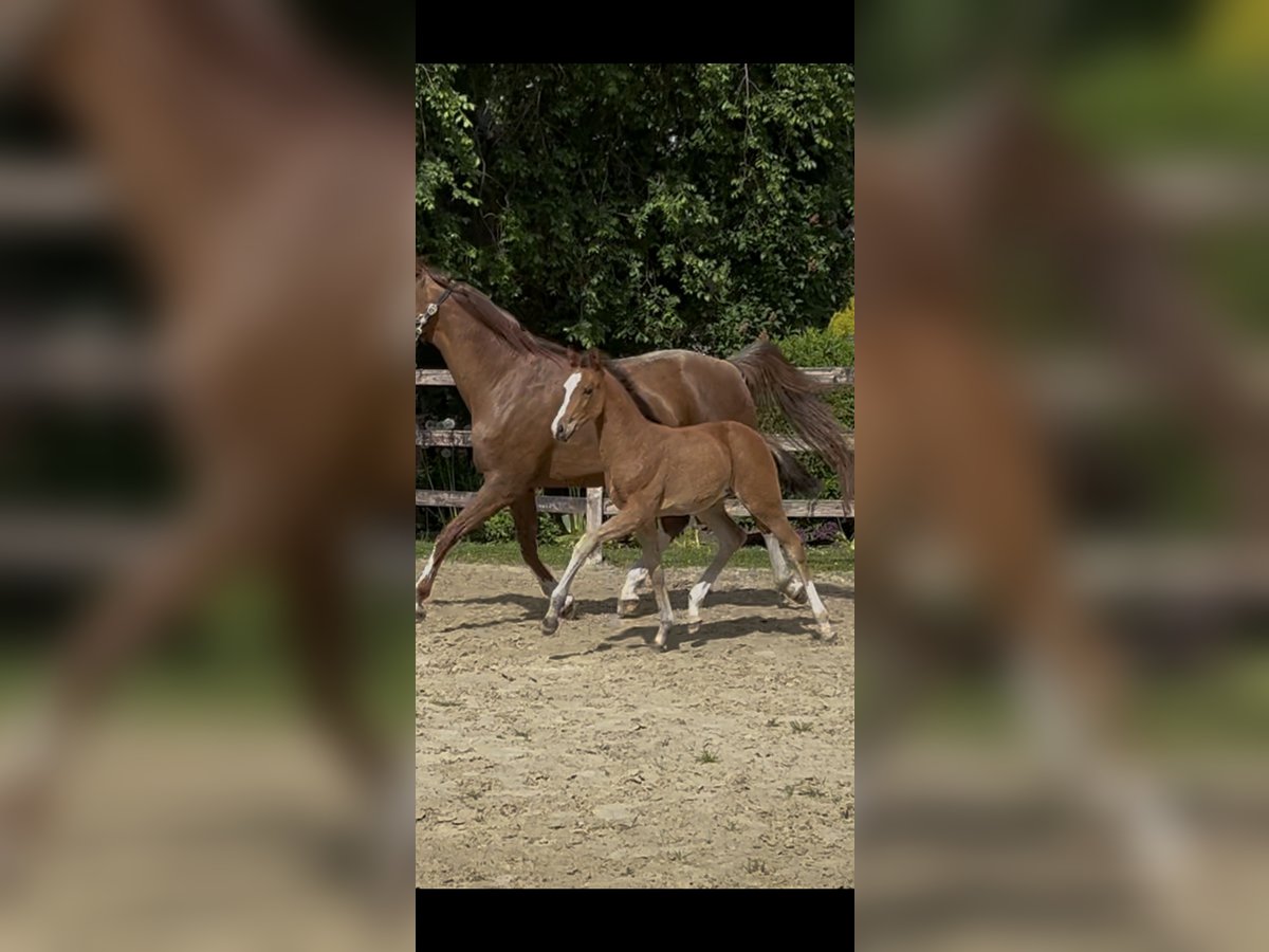 Westphalian Mare  Brown in Laer