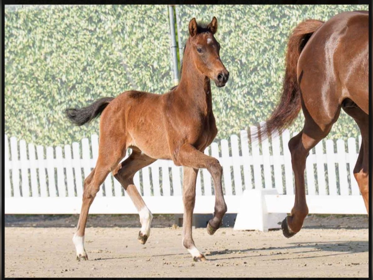 Westphalian Mare  Brown in Lüdinghausen