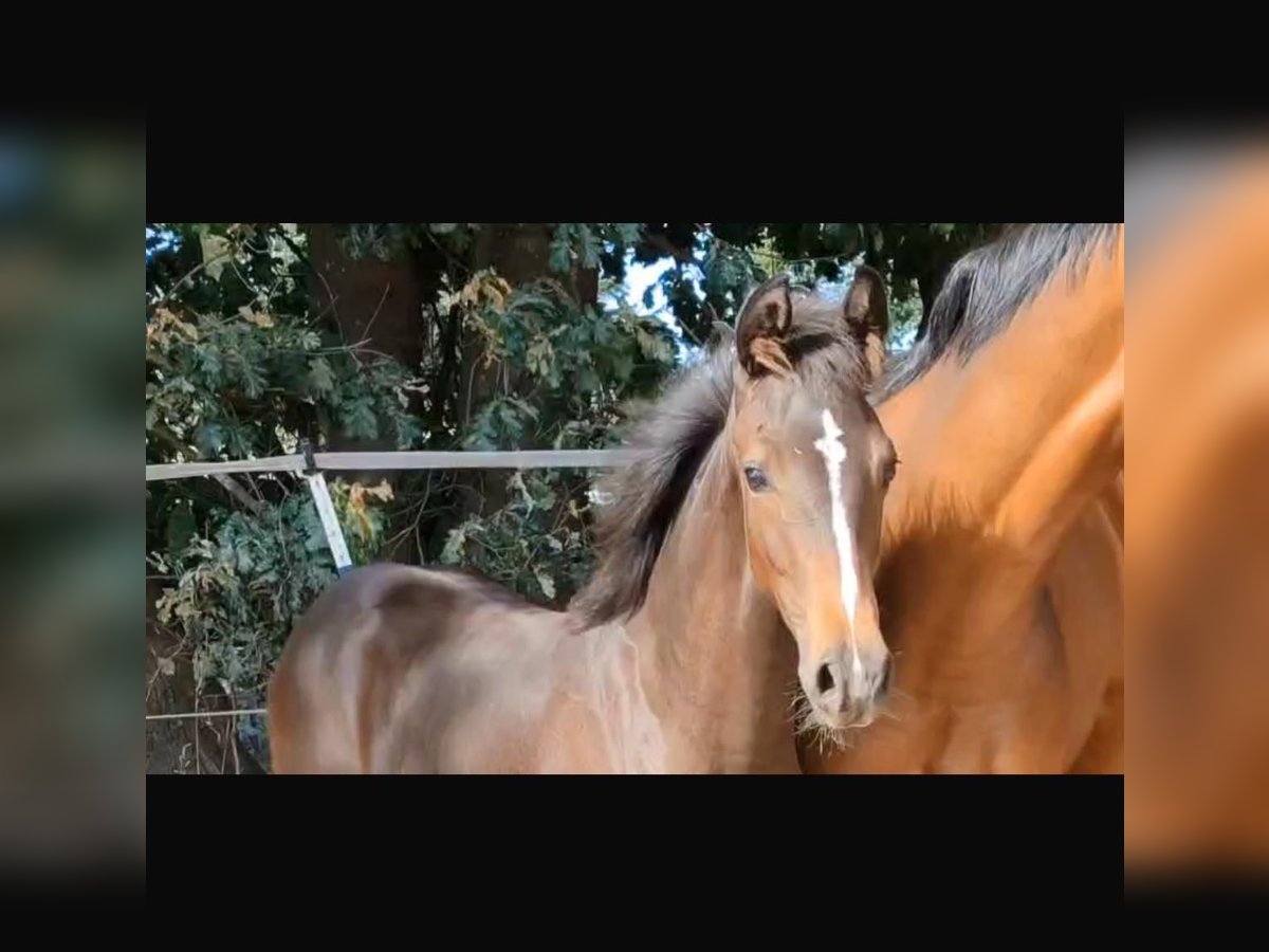 Westphalian Mare Foal (04/2025) Brown in Sassenberg