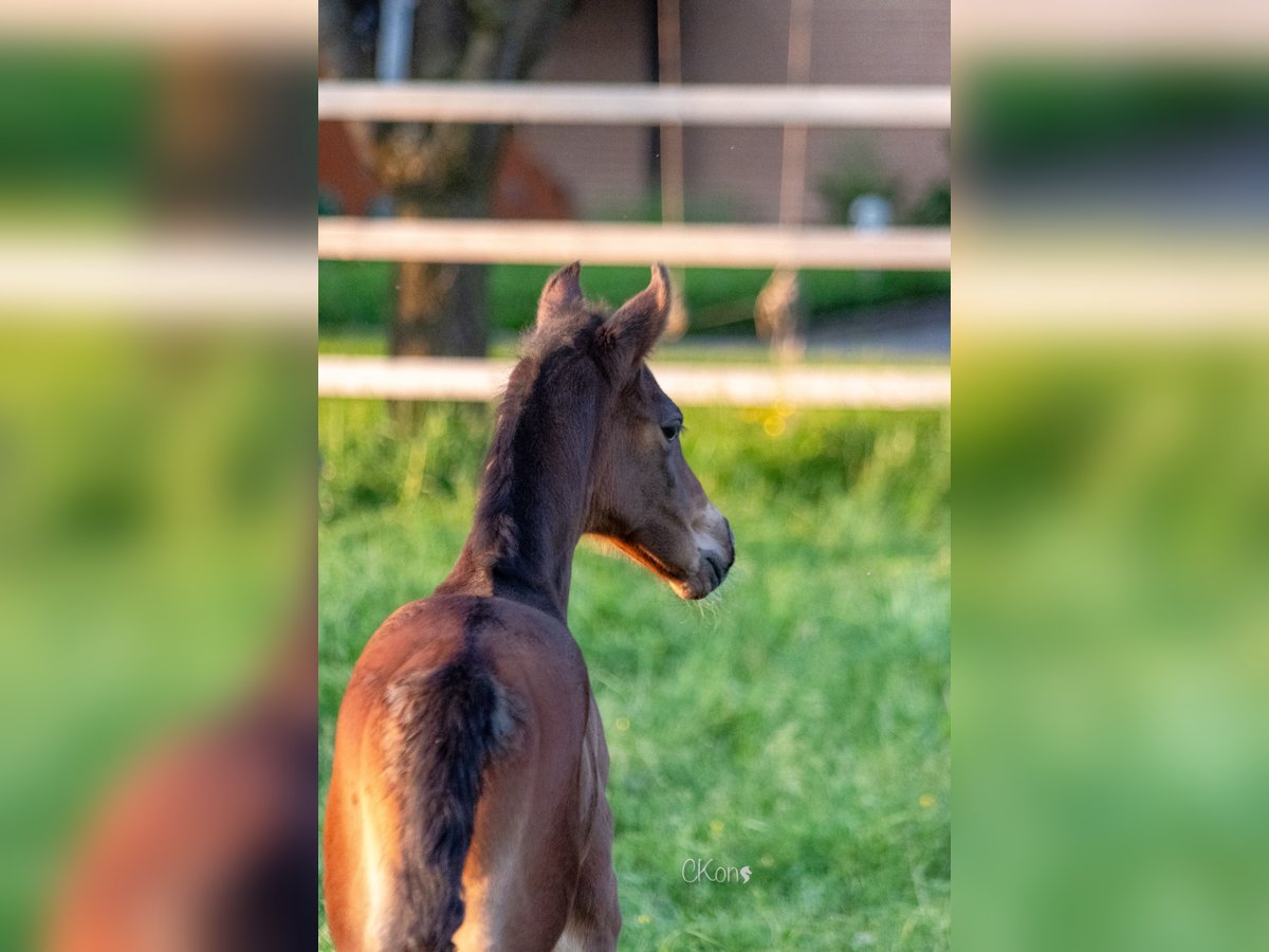 Westphalian Mare  Brown in Havixbeck