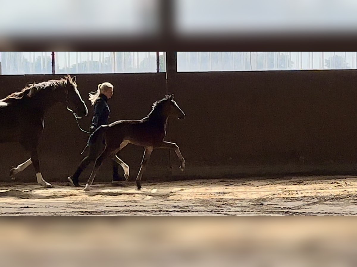 Westphalian Mare  Brown in Vechta