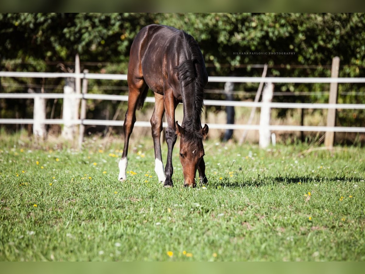 Westphalian Mare Foal (05/2025) Brown in Bruchsal